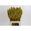 Kniphofia Eycone Peach
