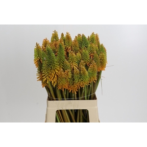 Kniphofia Eycone Peach