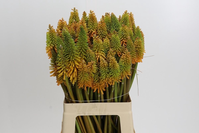 Kniphofia Eycone Peach