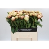 Paeonia Ann Cousins