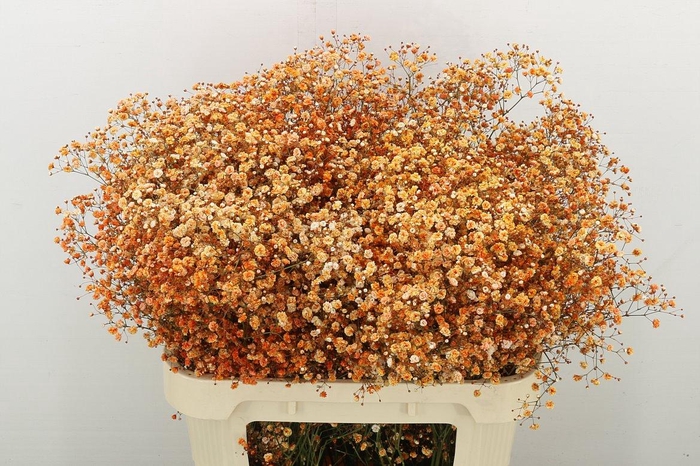 <h4>Gyps Klbh Oranje H%</h4>