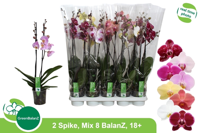 <h4>PHAL GEM 8 KL</h4>
