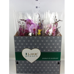 Phalaenopsis   ...mix