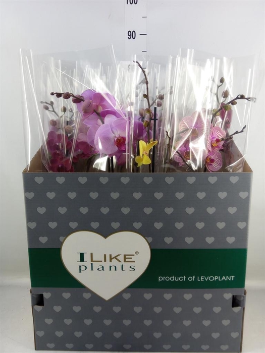 <h4>Phalaenopsis   ...mix</h4>