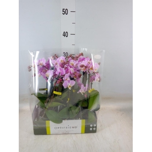 Phalaenopsis multi.   ...rose