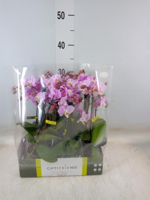 <h4>Phalaenopsis multi.   ...rose</h4>