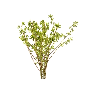 SEMENTE DE EUCALIPTO