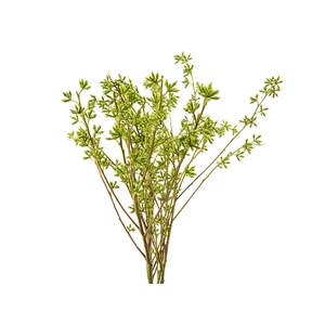 SEMENTE DE EUCALIPTO