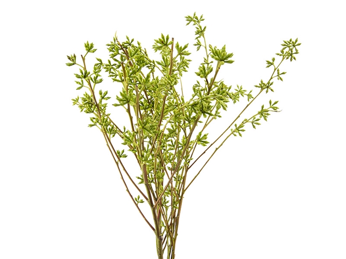 <h4>SEMENTE DE EUCALIPTO</h4>