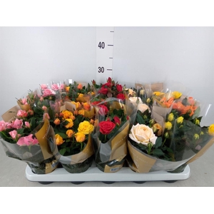 Rosa  'Kordana Grande'   ...mix