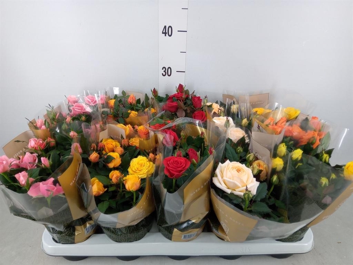 <h4>Rosa  'Kordana Grande'   ...mix</h4>