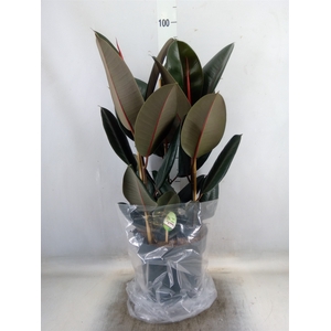 Ficus elastica 'Abidjan'
