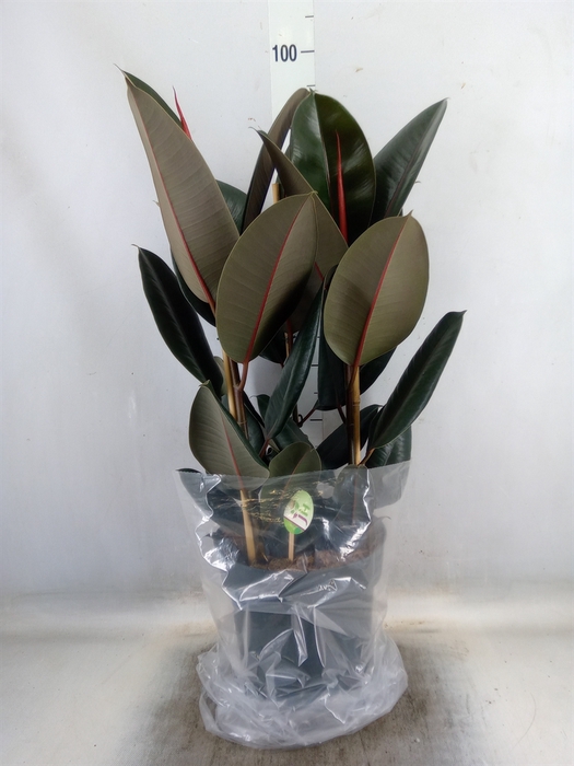 <h4>Ficus elastica 'Abidjan'</h4>