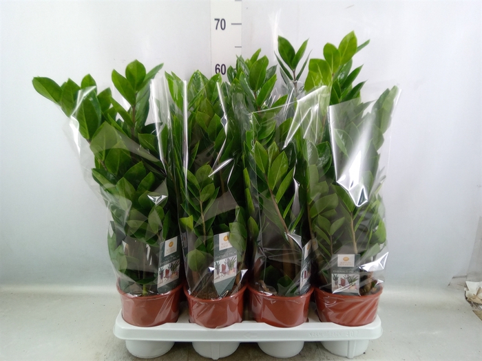 <h4>Zamioculcas zamiifolia</h4>