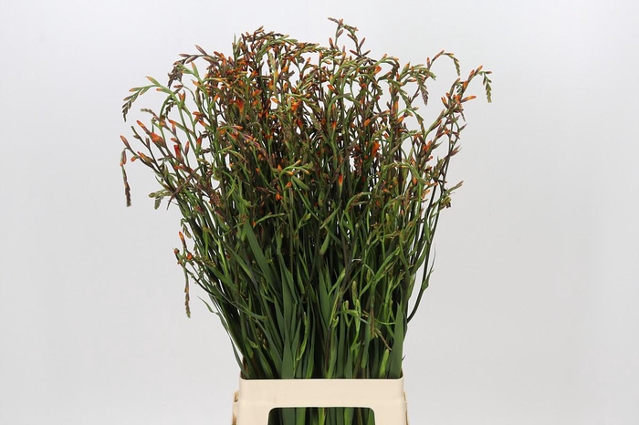 <h4>Crocosmia Emily Mckenzie</h4>