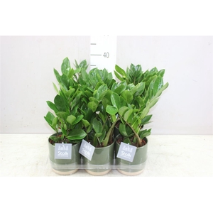 Zamioculcas In Julia Groen Keramiek