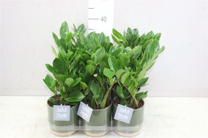 <h4>Zamioculcas In Julia Groen Keramiek</h4>