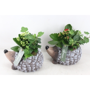 arr2 MB - Ker. egel x6 - rood/wit