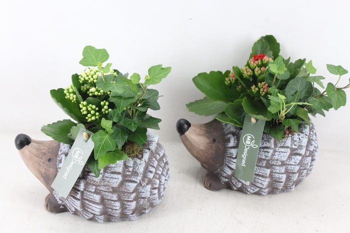 <h4>arr2 MB - Ker. egel x6 - rood/wit</h4>