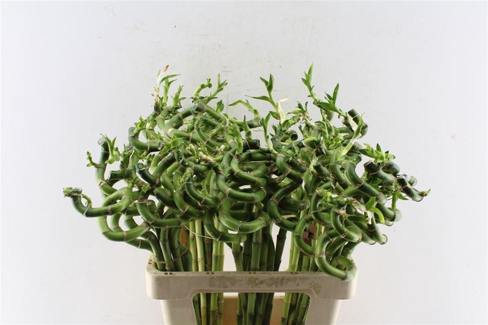 <h4>Drac S Lucky Bamboo 60cm</h4>