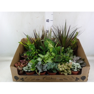 Planten Groen   ...mix 24