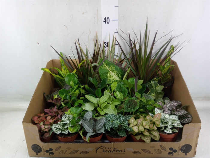 <h4>Planten Groen   ...mix 24</h4>