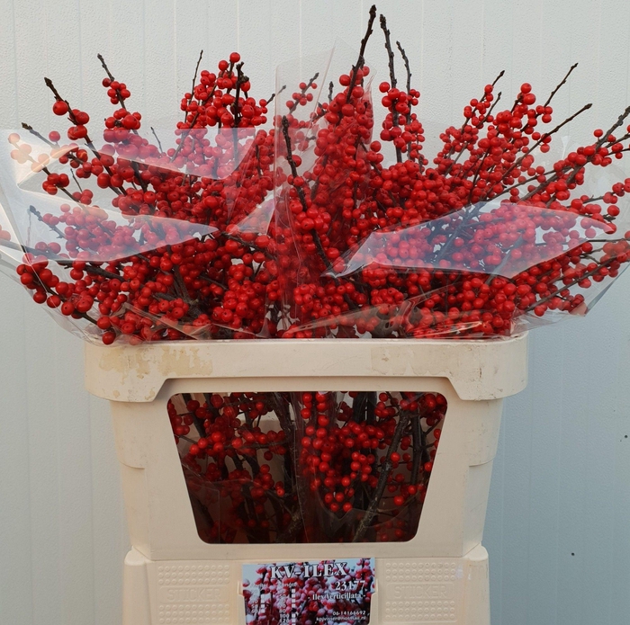 <h4>ILEX VE RODE BES</h4>