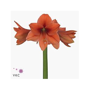Hippeastrum desire