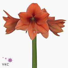 <h4>Hippeastrum desire</h4>
