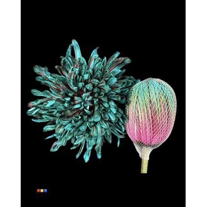 Chr G Antonov Happy Cherries