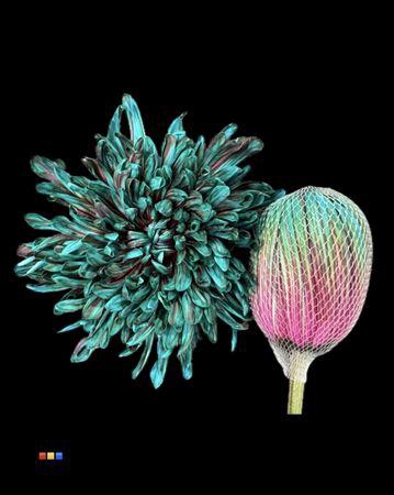 <h4>Chr G Antonov Happy Cherries</h4>