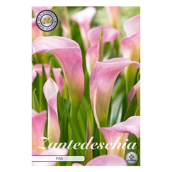 <h4>Zantedeschia Pink x1 14/16</h4>