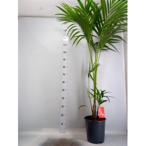 Howea forsteriana