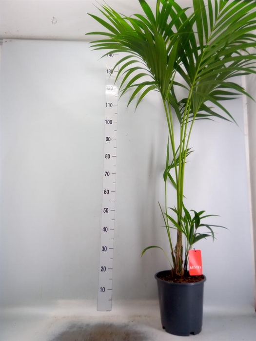 <h4>Howea forsteriana</h4>