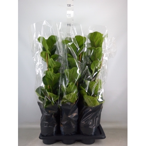 Ficus lyrata 'Bambino'