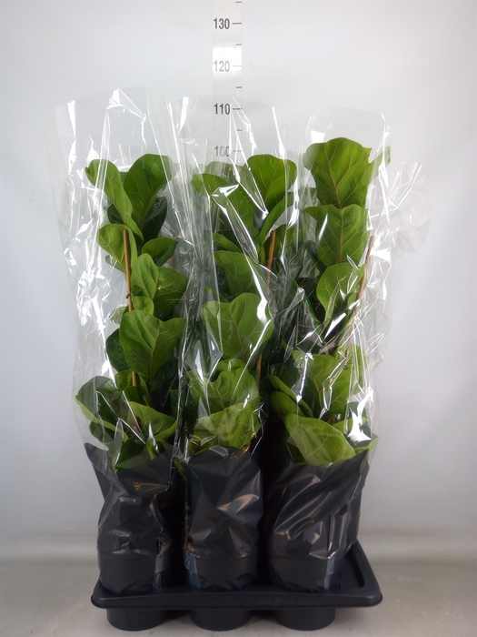 <h4>Ficus lyrata 'Bambino'</h4>
