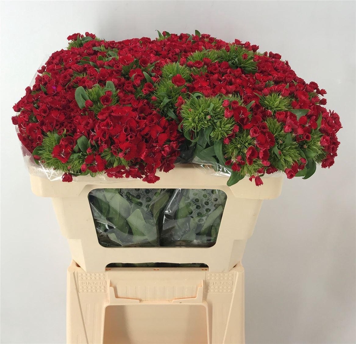 <h4>DI BARB ALDO RED 55</h4>