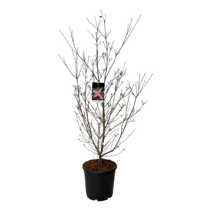 <h4>Cornus kousa 'Scarlet Fire' ®</h4>