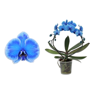 Phal I am bow Blue 2T18+