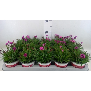 Dianthus  'Picture Perfect'