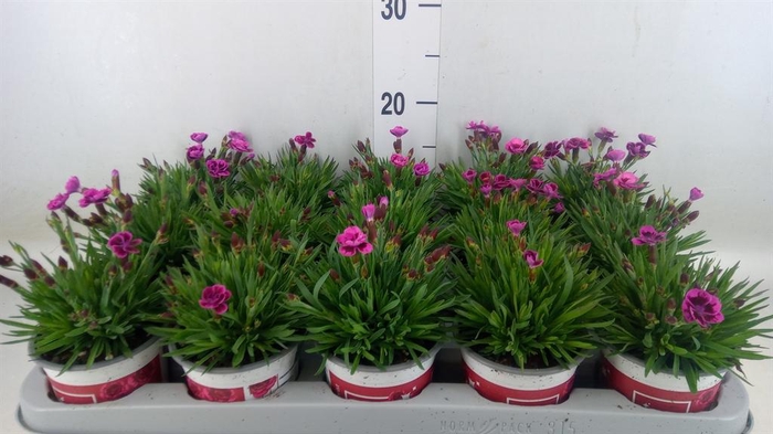 <h4>Dianthus 'Picture Perfect'</h4>