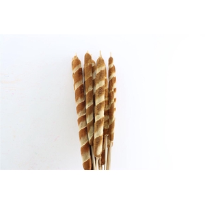 Dried Typha Tigre 10pc Bunch