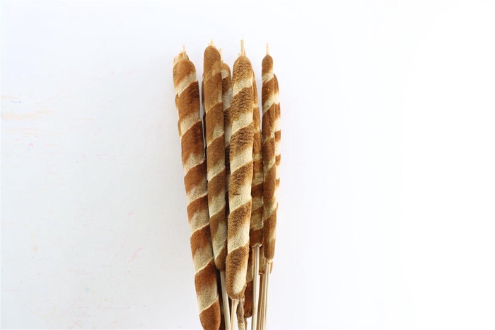<h4>Dried Typha Tigre 10pc Bunch</h4>