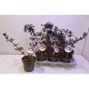 arr8 Samb Ni Black Lace