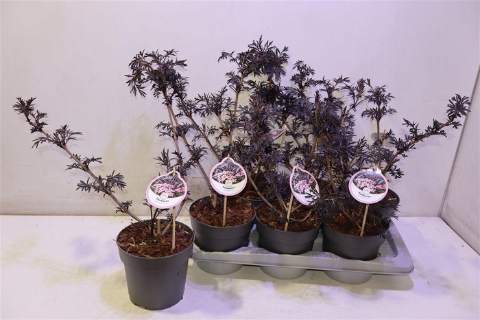 <h4>Samb Ni Black Lace</h4>