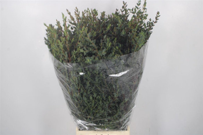 <h4>Euc Parvifolia Per Bunch 300 Gram Ex</h4>