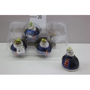 Hippeastrum Wax Santa