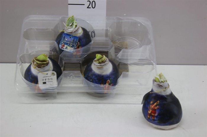 <h4>Hippeastrum Wax Santa</h4>