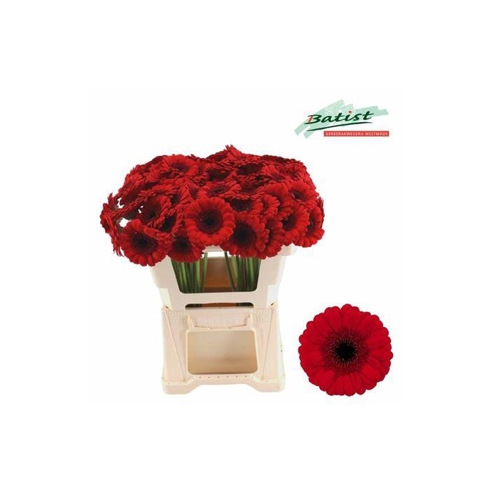 <h4>Ge Mi Red Ruby</h4>