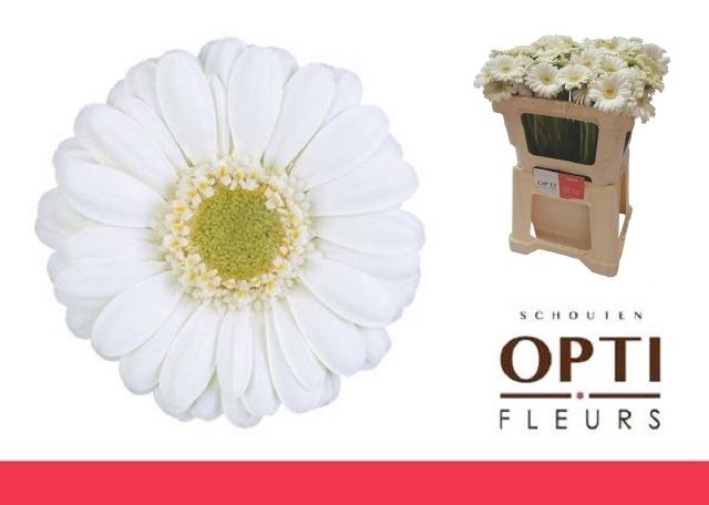 <h4>Gerbera mini Albino</h4>